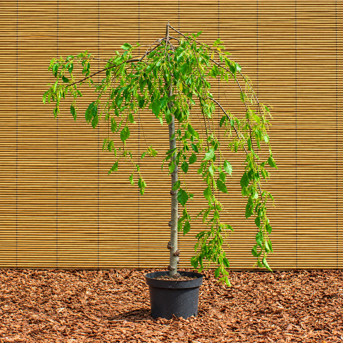 Díszalma ‘Fontana’ – Malus ‘Fontana’