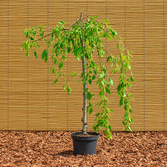 Fontana Crabapple – Malus ‘Fontana’