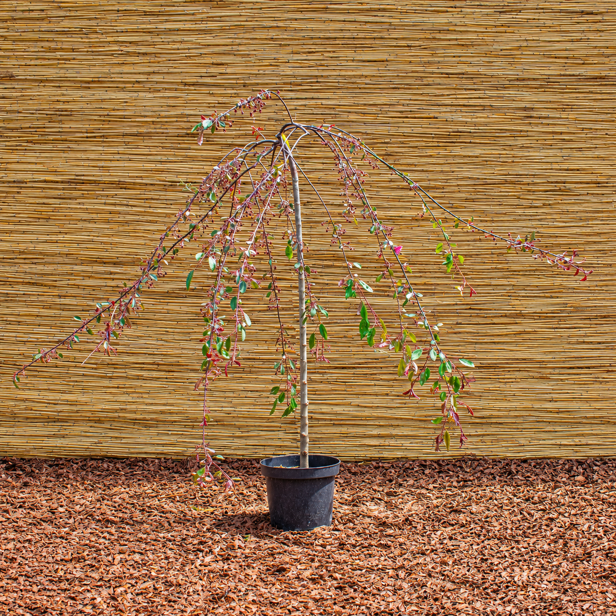 Royal Beauty Crabapple – Malus ‘Royal Beauty’