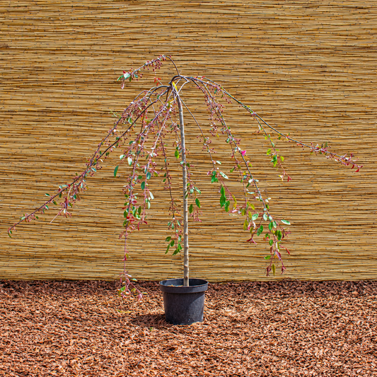 Royal Beauty Crabapple – Malus ‘Royal Beauty’