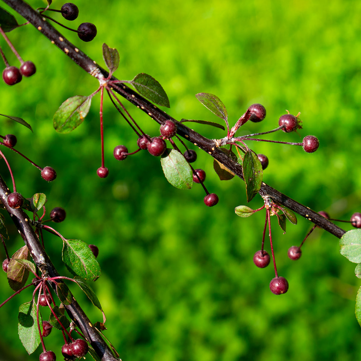 Royal Beauty Crabapple – Malus ‘Royal Beauty’