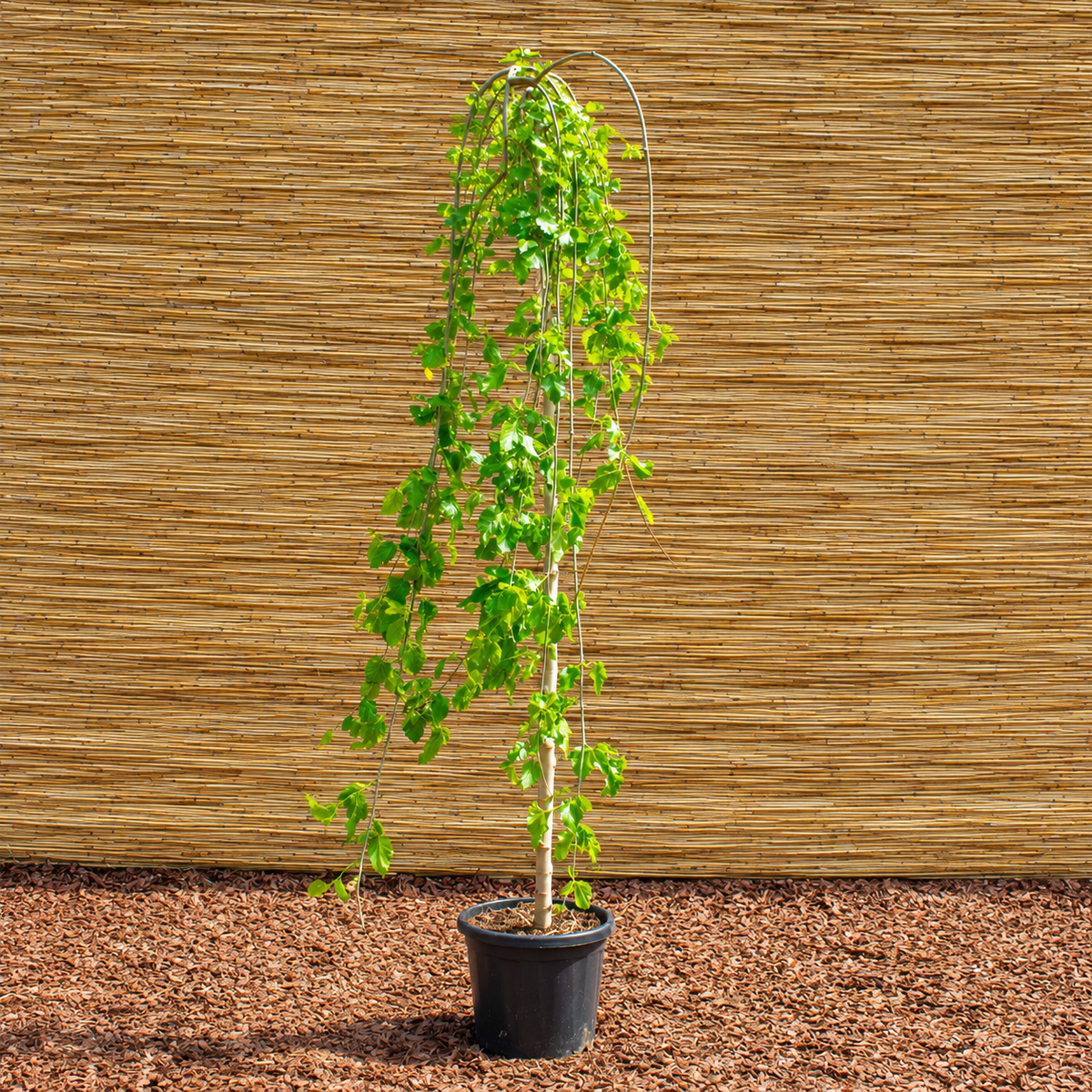 Weeping White Mulberry – Morus alba ‘Pendula’