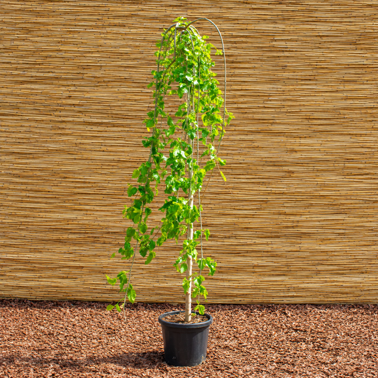 Weeping White Mulberry – Morus alba ‘Pendula’
