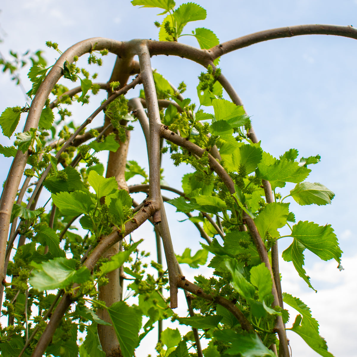 Weeping White Mulberry – Morus alba ‘Pendula’