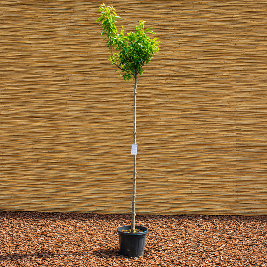 Zierapfel ‘Adirondack’ – Malus ‘Adirondack’
