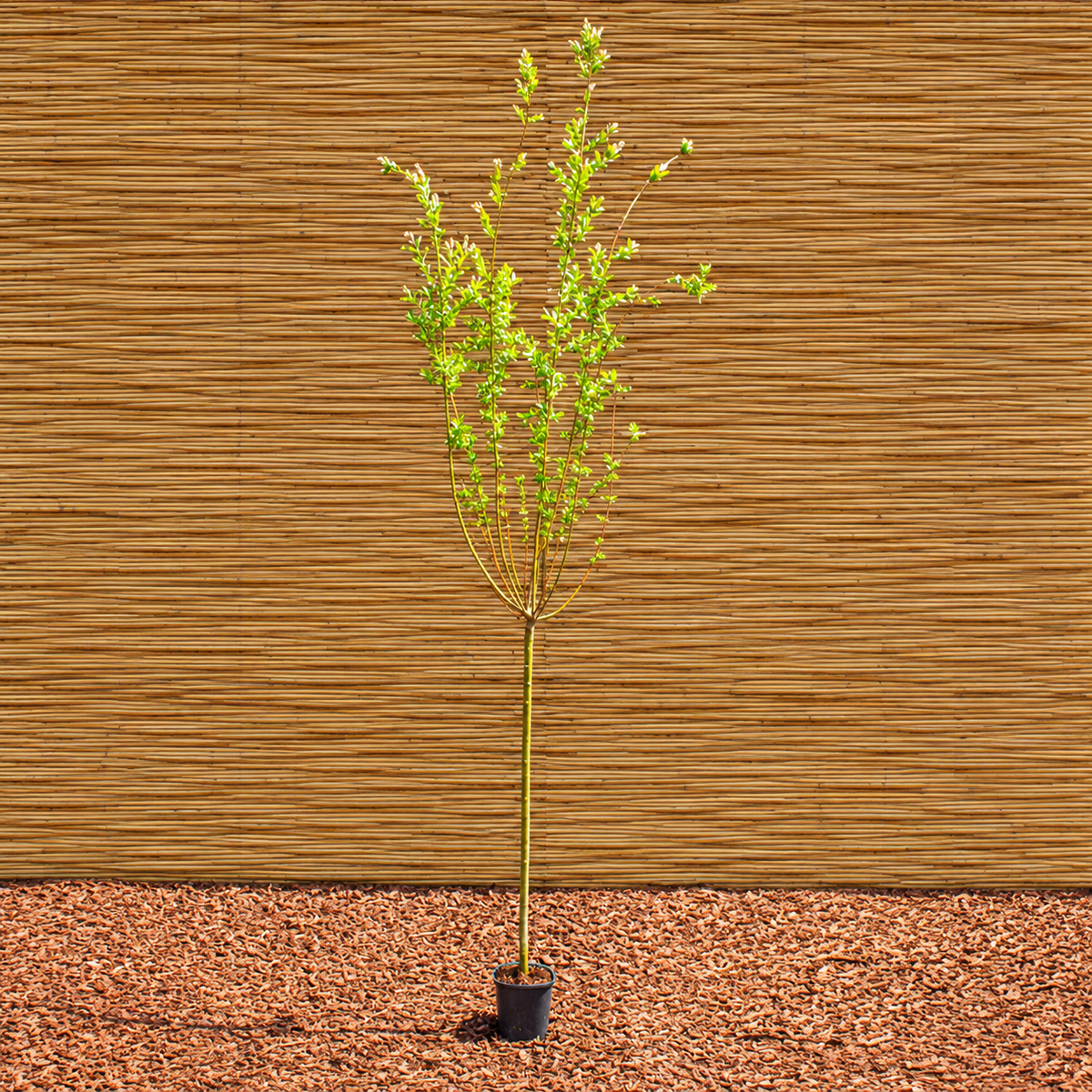 Tarkalevelű fűz ‘Hakuro-Nishiki’ – Salix integra ‘Hakuro-Nishiki’