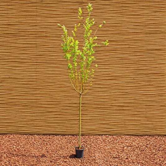 Hakuro-Nishiki Dappled Willow – Salix integra ‘Hakuro-Nishiki’