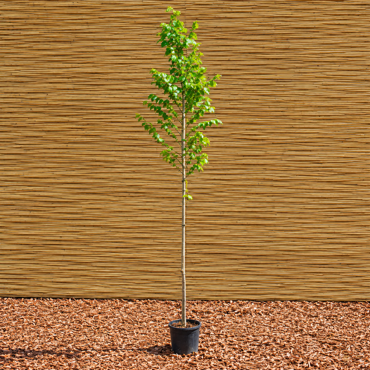 Nanguen Elm – Ulmus ‘Nanguen’