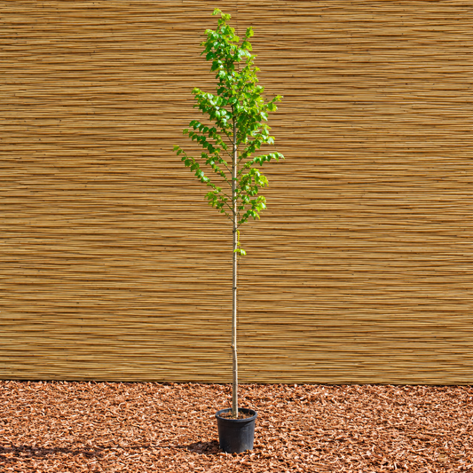 Nanguen Elm – Ulmus ‘Nanguen’