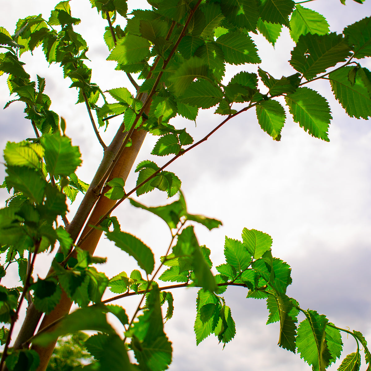 Nanguen Elm – Ulmus ‘Nanguen’