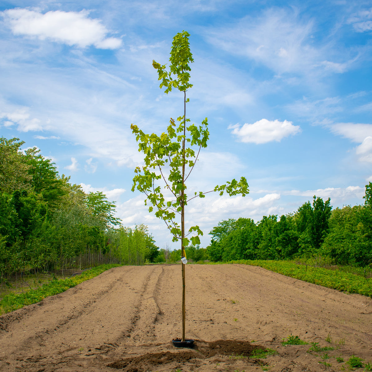 Princeton Gold Norway Maple – Acer platanoides ‘Princeton Gold’