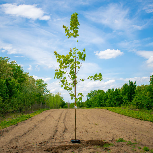Princeton Gold Norway Maple – Acer platanoides ‘Princeton Gold’