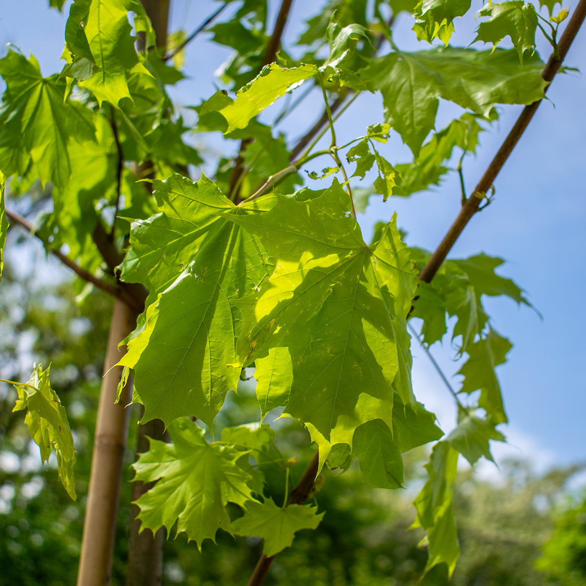 Princeton Gold Norway Maple – Acer platanoides ‘Princeton Gold’