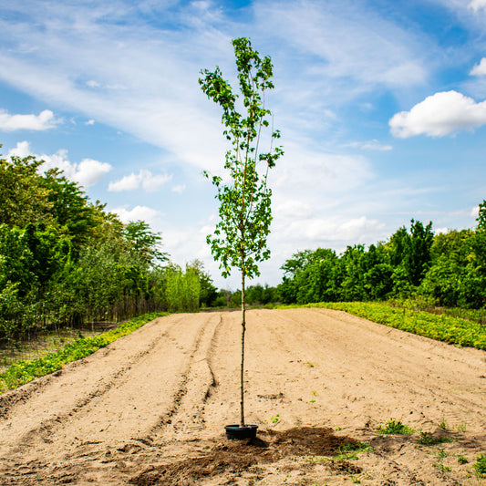 Queen Elizabeth Field Maple – Acer campestre ‘Queen Elizabeth’