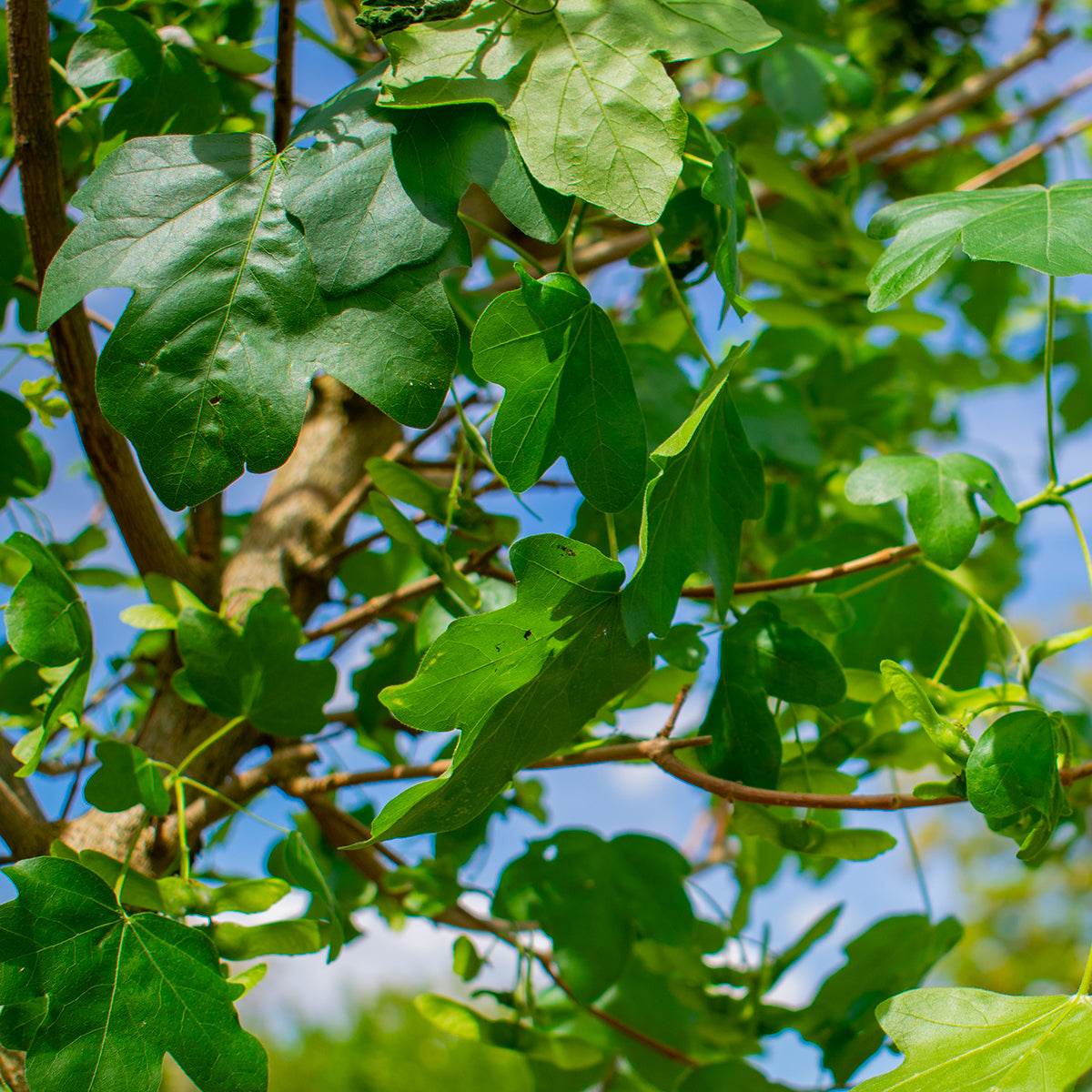 Feldahorn ‘Queen Elizabeth’ – Acer campestre ‘Queen Elizabeth’