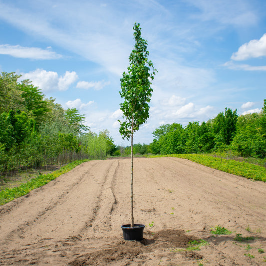 Lienco Field Maple – Acer campestre ‘Lienco’