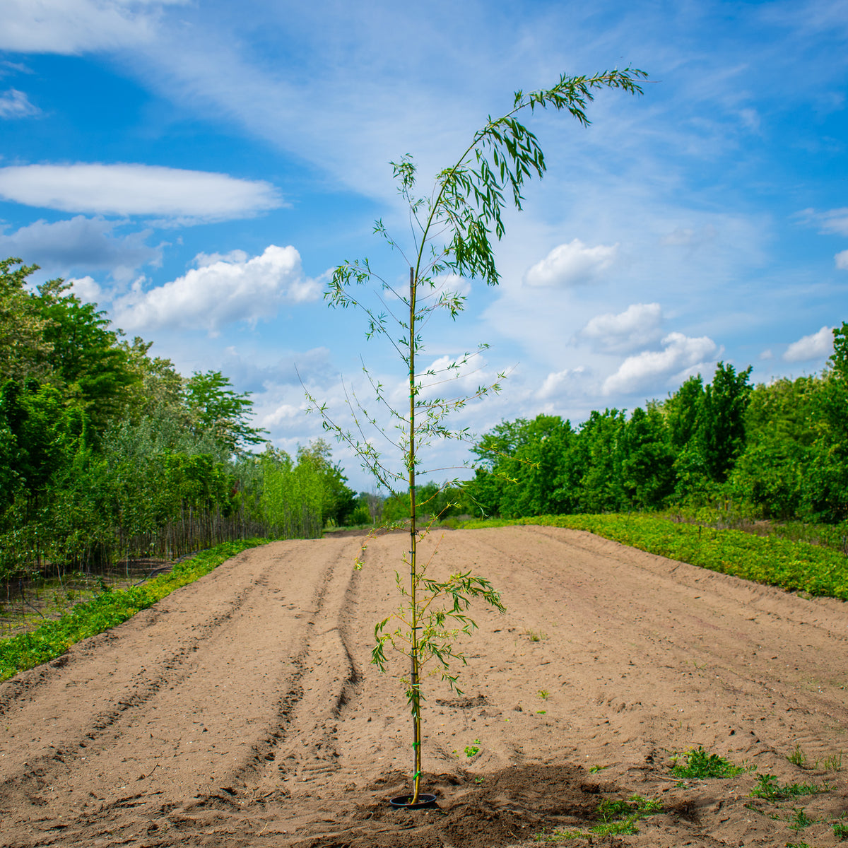 Golden Weeping Willow – Salix alba ‘Tristis’