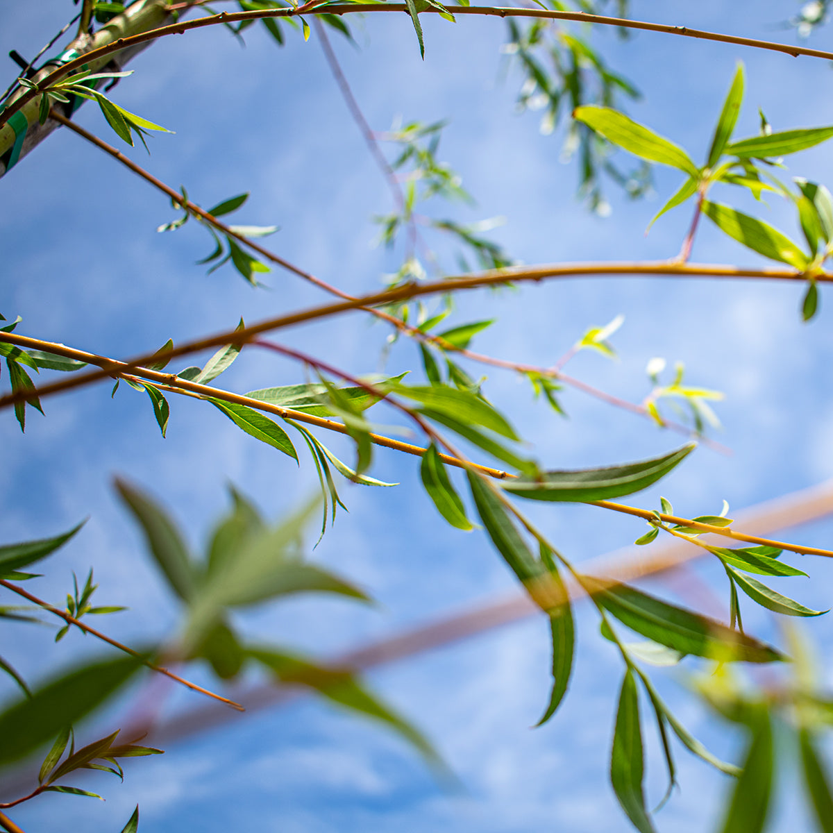 Golden Weeping Willow – Salix alba ‘Tristis’