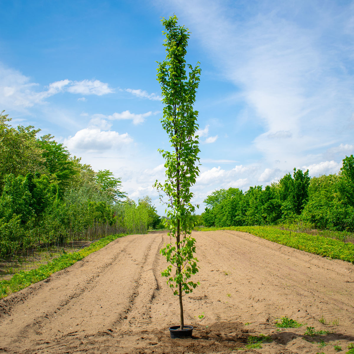 Beeckman European Hornbeam – Carpinus betulus ‘Beeckman’