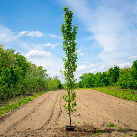 Beeckman European Hornbeam – Carpinus betulus ‘Beeckman’