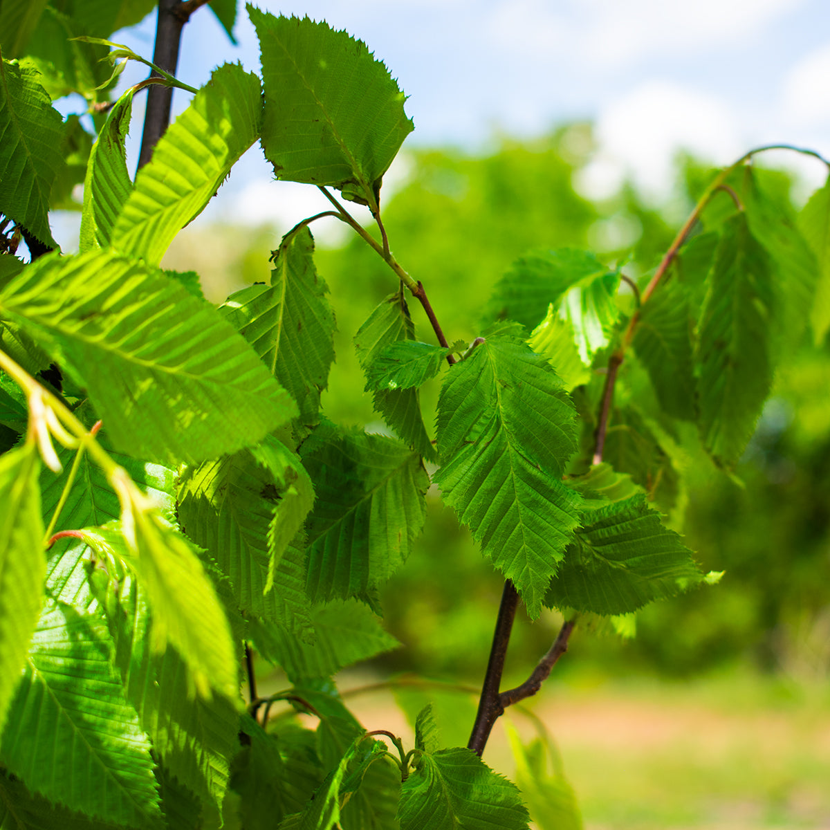 Beeckman European Hornbeam – Carpinus betulus ‘Beeckman’