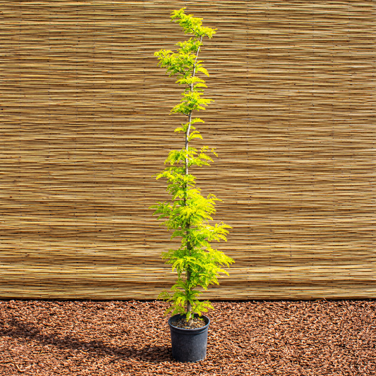 Sunburst Honey Locust – Gleditsia triacanthos ‘Sunburst’