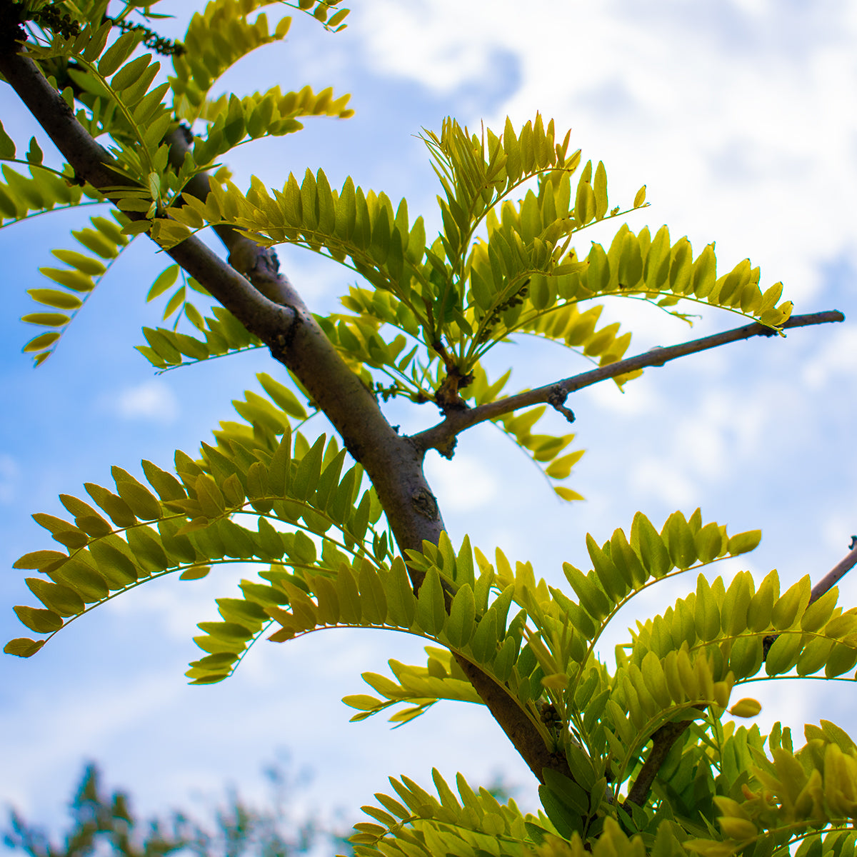 Sunburst Honey Locust – Gleditsia triacanthos ‘Sunburst’