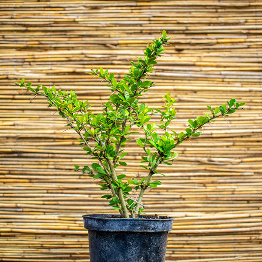 Parkjuweel Barberry – Berberis × media ‘Parkjuweel’