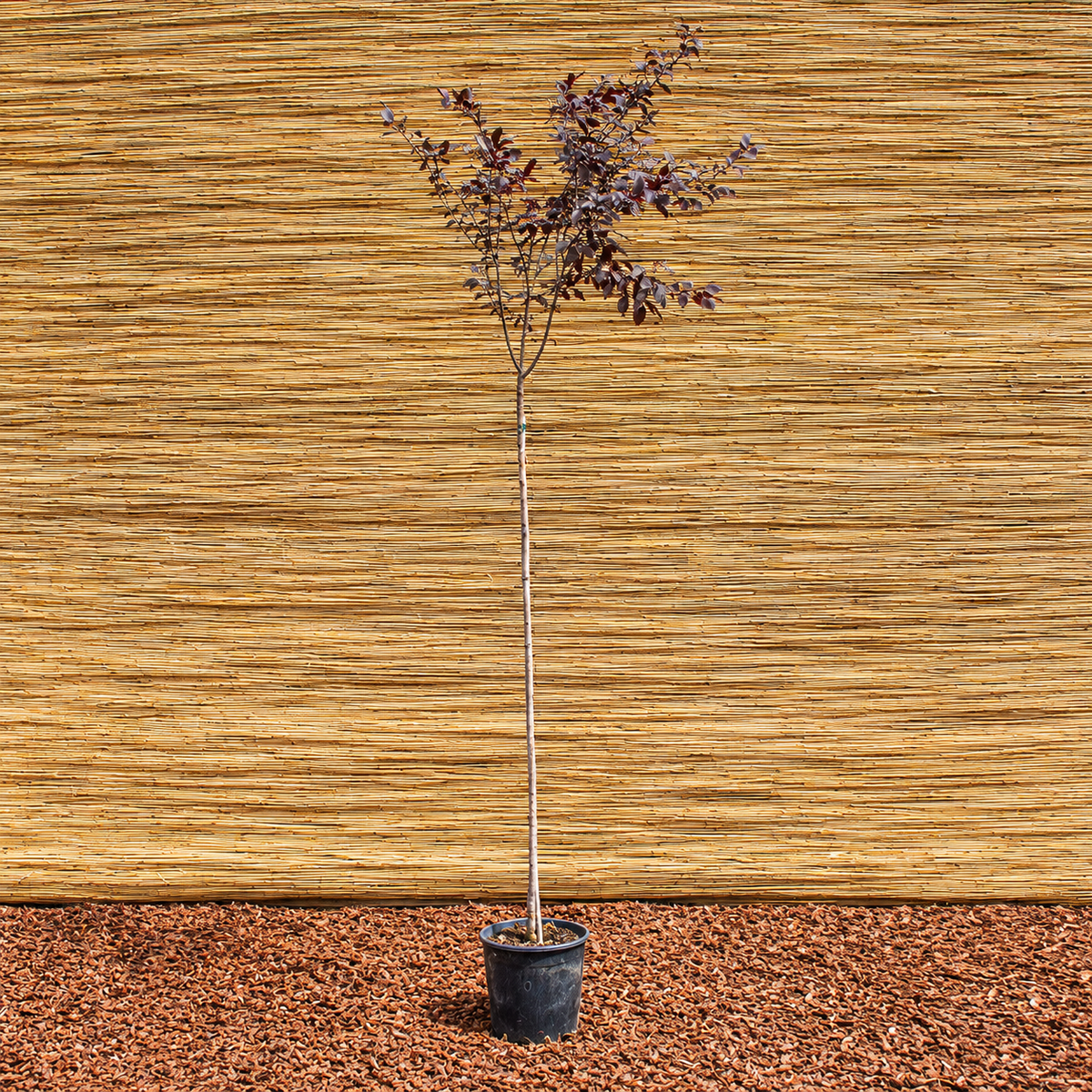 Blutpflaume ‘Woodii’ – Prunus cerasifera ‘Woodii’