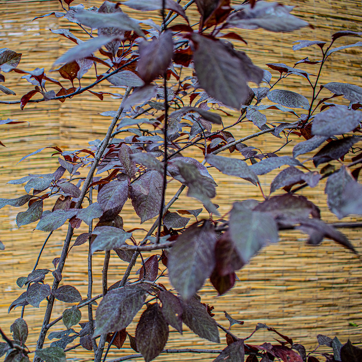 Blutpflaume ‘Woodii’ – Prunus cerasifera ‘Woodii’