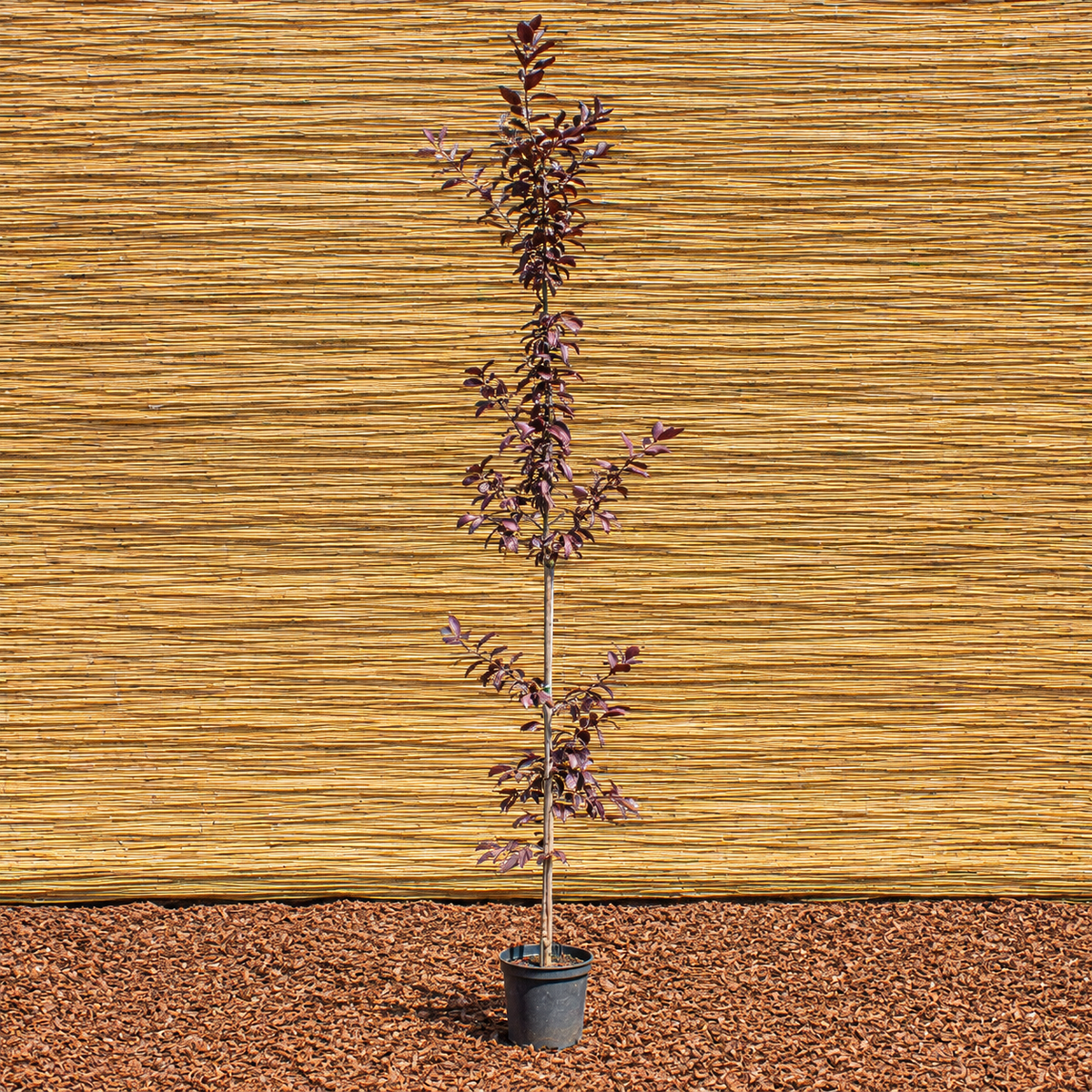 Canada Red Chokecherry – Prunus virginiana ‘Canada Red’