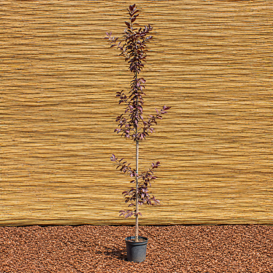 Virginische Traubenkirsche ‘Canada Red’ – Prunus virginiana ‘Canada Red’