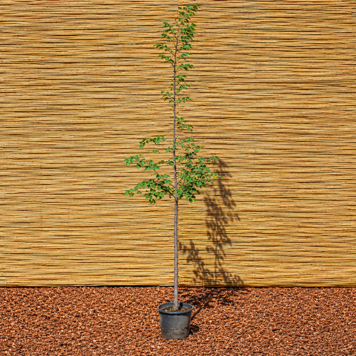 Littleleaf Linden – Tilia cordata