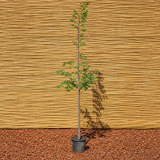 Littleleaf Linden – Tilia cordata