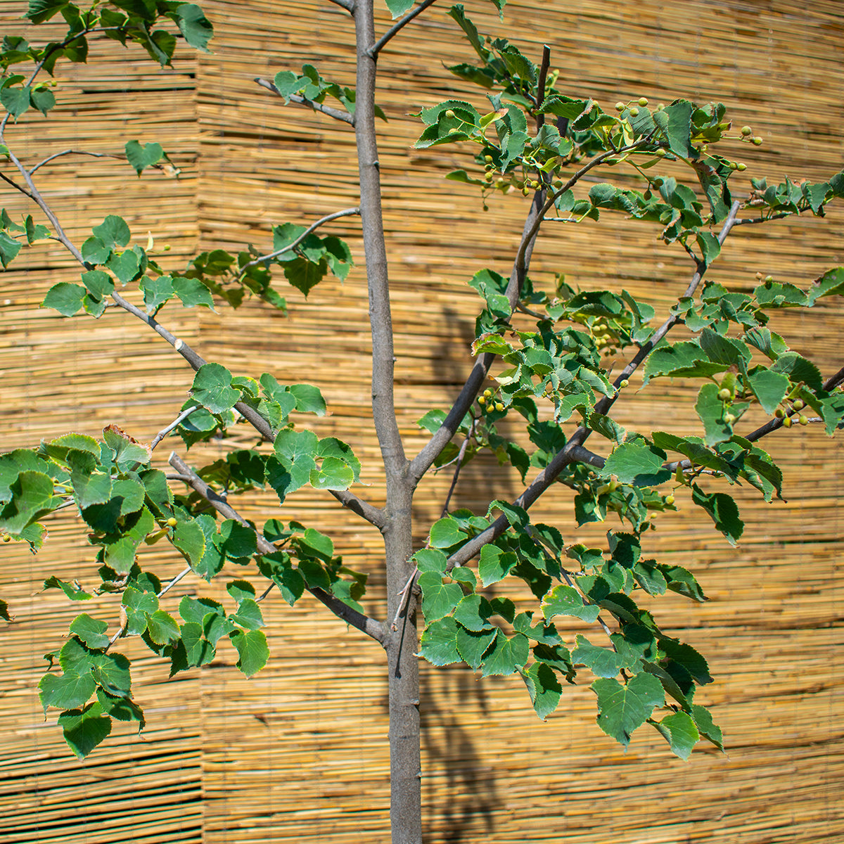 Littleleaf Linden – Tilia cordata