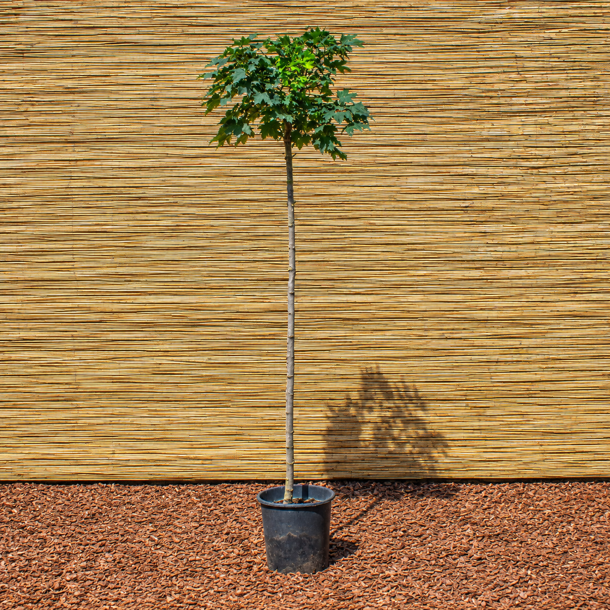 Kugel-Spitzahorn ‘Globosum’ – Acer platanoides ‘Globosum’