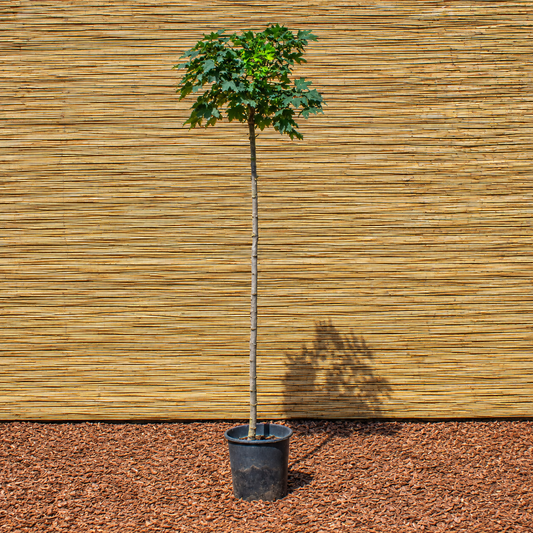 Kugel-Spitzahorn ‘Globosum’ – Acer platanoides ‘Globosum’
