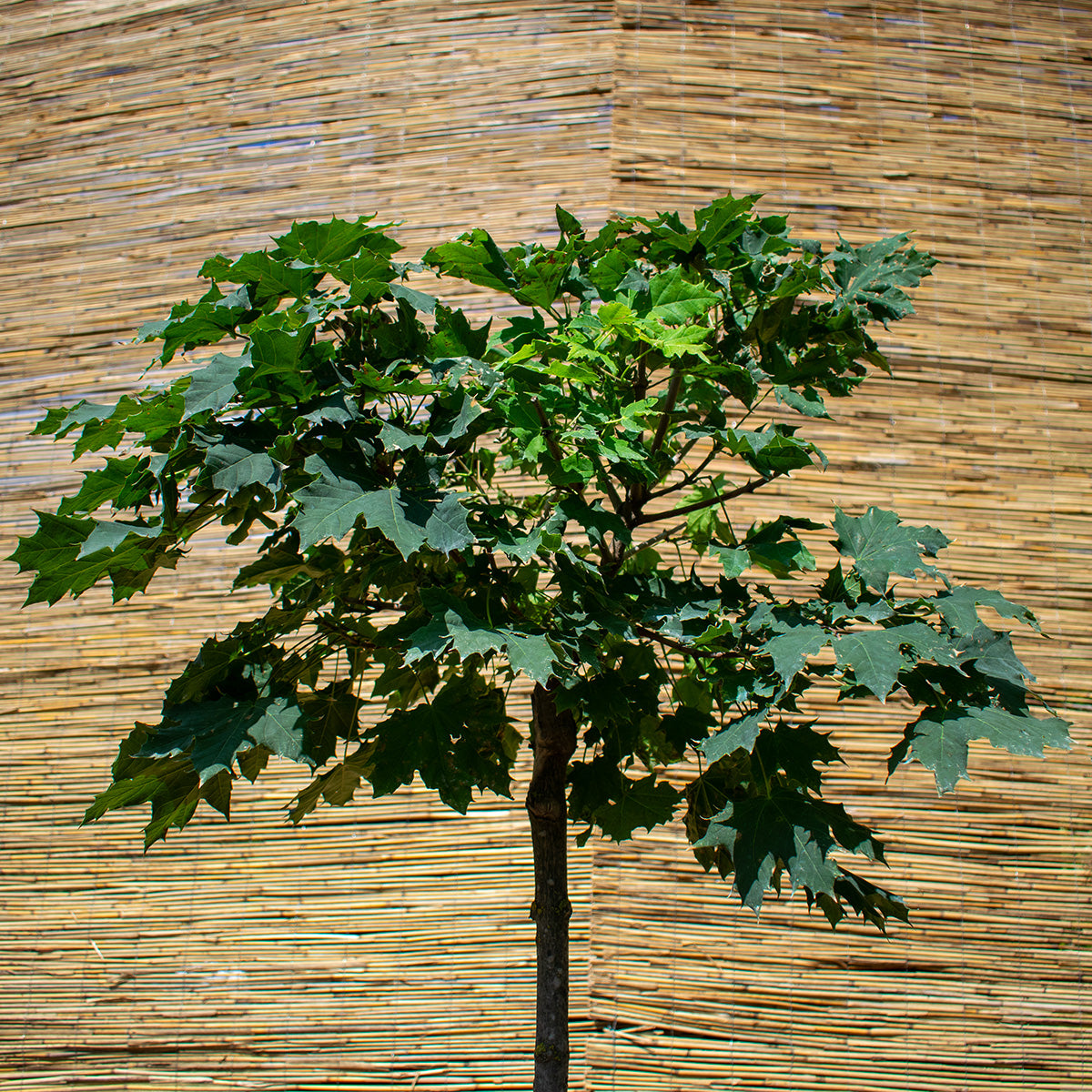Kugel-Spitzahorn ‘Globosum’ – Acer platanoides ‘Globosum’