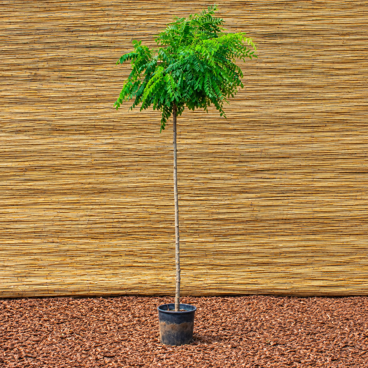 Kugel-Robinie ‘Umbraculifera’ – Robinia pseudoacacia ‘Umbraculifera’