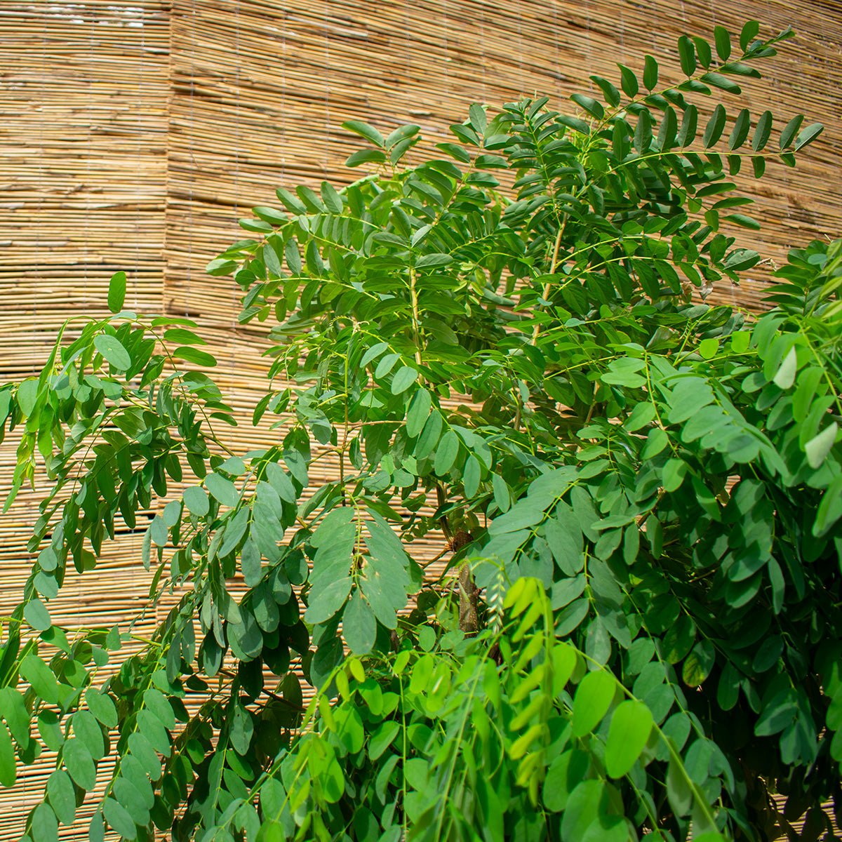 Kugel-Robinie ‘Umbraculifera’ – Robinia pseudoacacia ‘Umbraculifera’