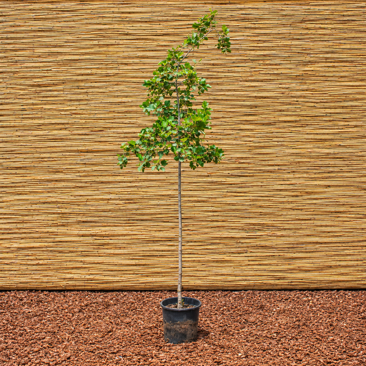 Black Alder – Alnus glutinosa