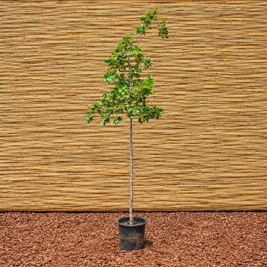 Black Alder – Alnus glutinosa