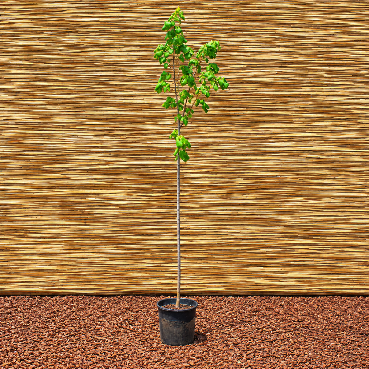 Silver Linden – Tilia tomentosa