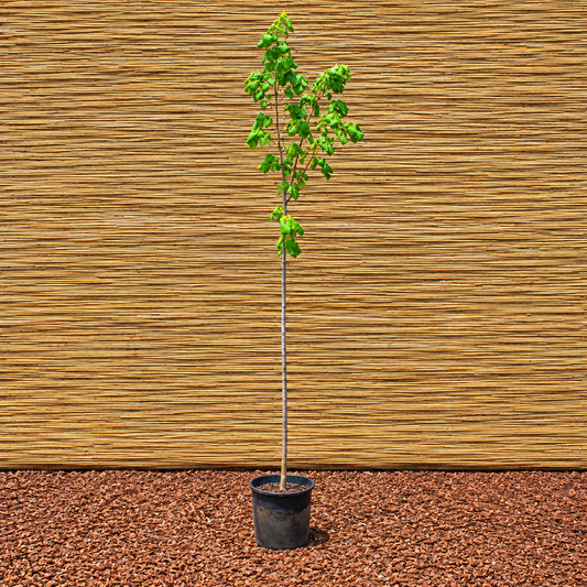 Silver Linden – Tilia tomentosa