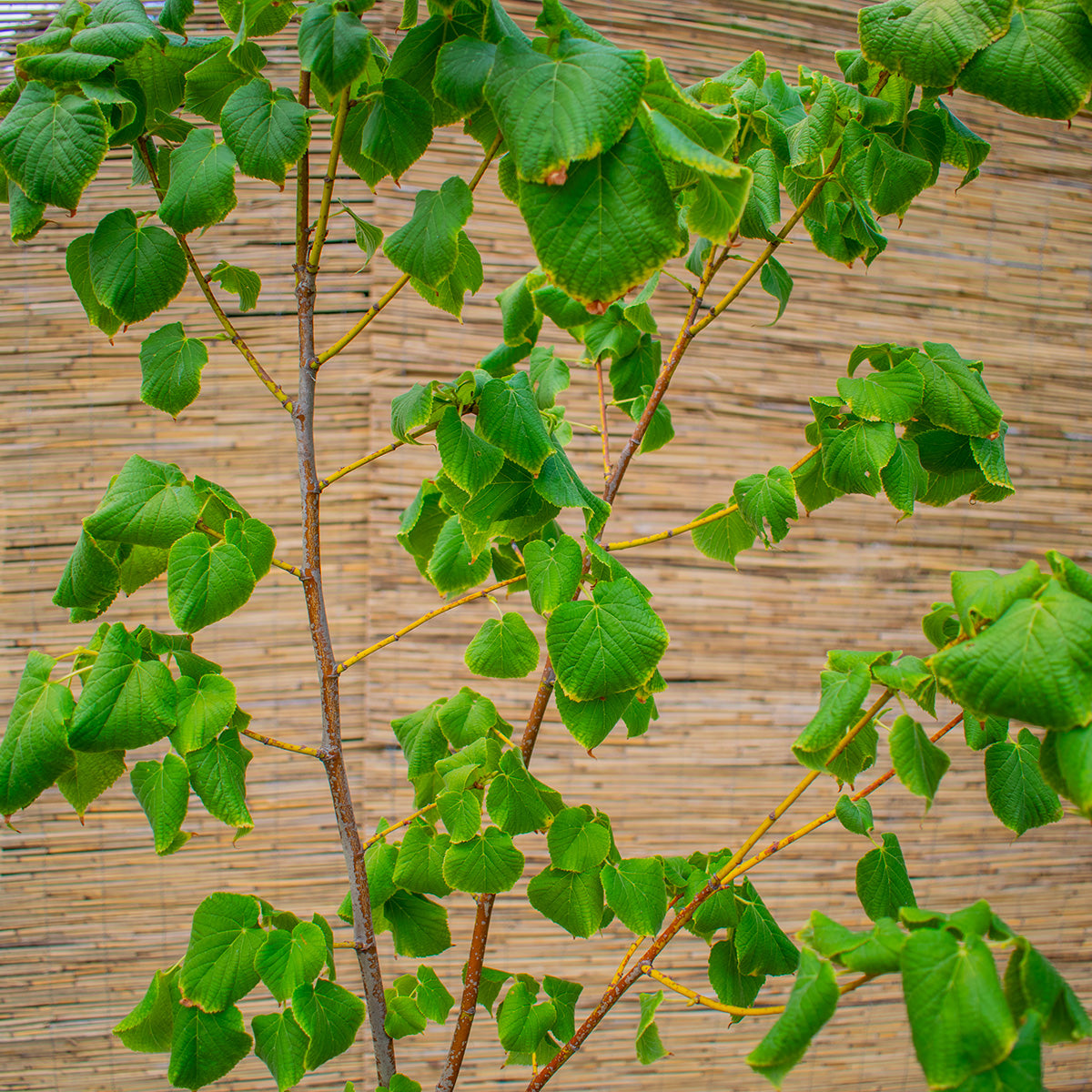 Silver Linden – Tilia tomentosa