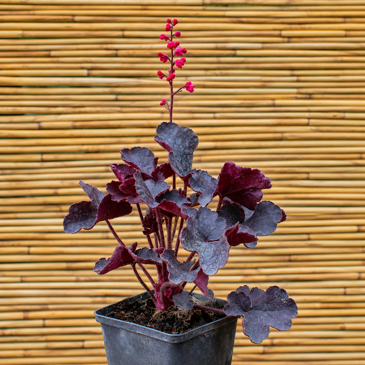 Black Forest Cake Coral Bells – Heuchera ‘Black Forest Cake’