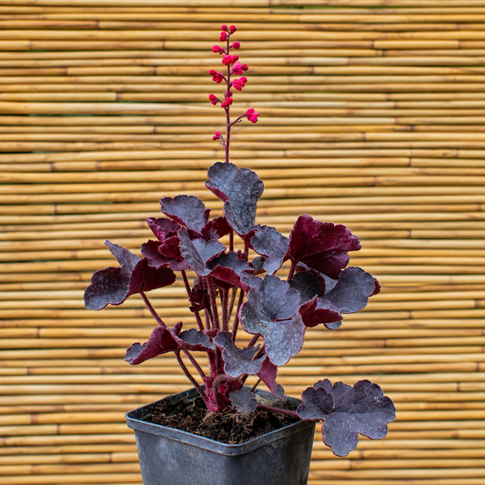 Black Forest Cake Coral Bells – Heuchera ‘Black Forest Cake’