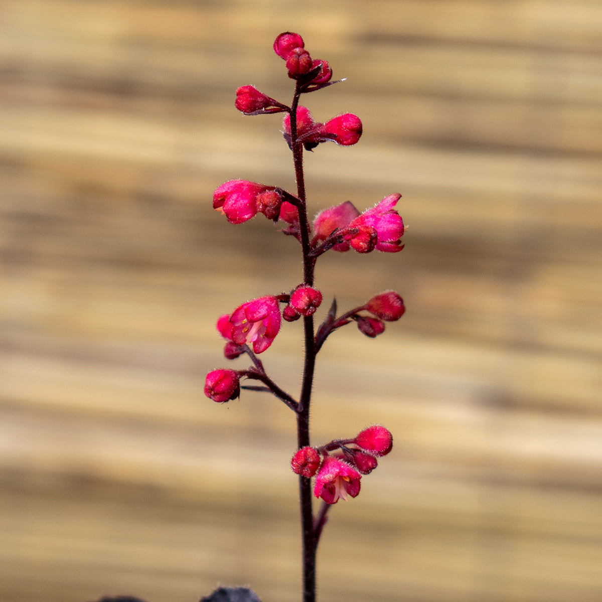 Black Forest Cake Coral Bells – Heuchera ‘Black Forest Cake’
