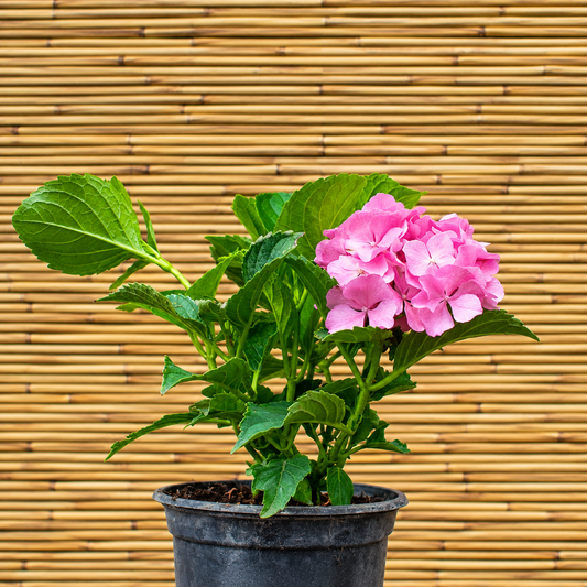 Renate Steiniger Bigleaf Hydrangea – Hydrangea macrophylla ‘Renate Steiniger’