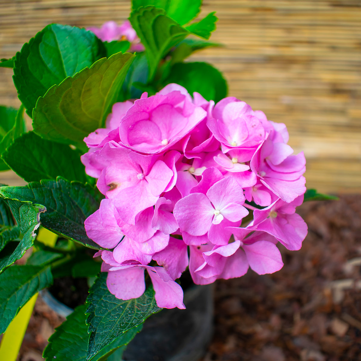 Renate Steiniger Bigleaf Hydrangea – Hydrangea macrophylla ‘Renate Steiniger’